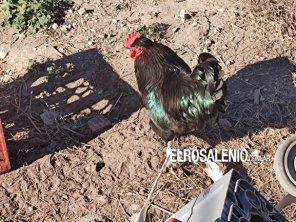  Insólito drama: denuncian a un chino por torturar gallinas