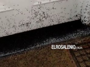 Vecinos de Pehuen Co aseguran que hay una invasión de moscas