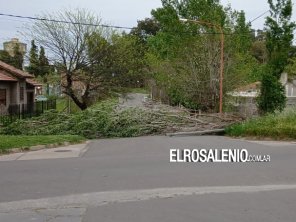 El viento de anoche tiró un árbol con dos postes en Rodríguez Peña y Patagones