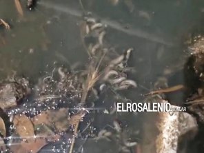 Invasión de gusanos cola de rata en desbordes cloacales de calle Mitre al 100