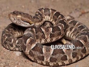 Una mujer fue mordida por una yarará en Reta