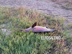 Encontraron un ejemplar de delfín franciscana muerto en la costa de Villa del Mar